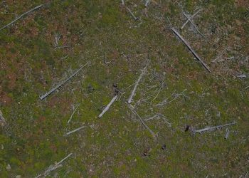 INVESTIGIMI / Projektet për pyllëzime mbeten në letër