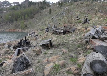 EMISIONI I PLOTË / Projektet për pyllëzime mbeten në letër