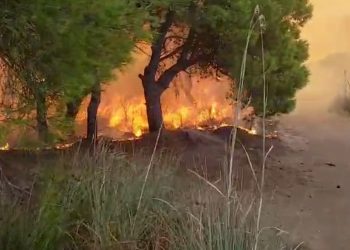 Krimet mjedisore mbeten të pandëshkuara – Insert hulumtues